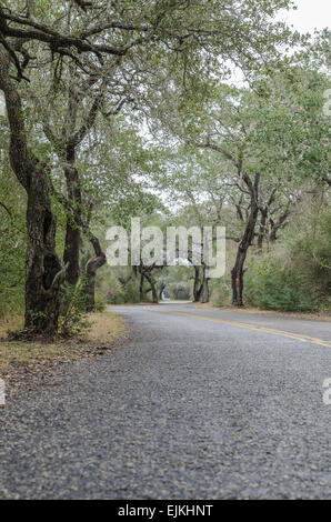 Kurvenreiche Straße durch die Eichen-Bäume in der Nähe der Golfküste von Texas Stockfoto