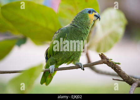 Orange-winged Amazon Parrot, Amazona Amazonica, Suriname Stockfoto