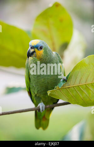 Orange-winged Amazon Parrot, Amazona Amazonica, Suriname Stockfoto