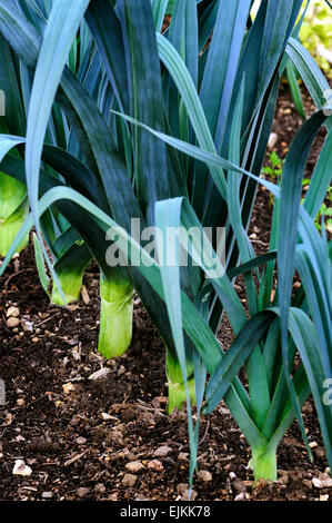 Bio Lauch wächst auf Kompost Boden Haus-und Kleingärten Stockfoto