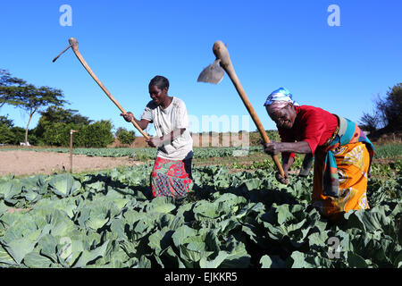 Bäuerinnen arbeiten in einem pflanzlichen Feld in Ibenga, Sambia, Afrika Stockfoto