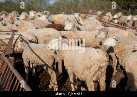Einige junge Schafe eingezäunt warten auf Futter in der Nähe von Trog Stockfoto