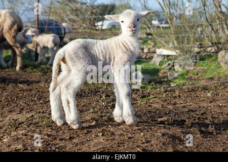 Ein Winter junges Lamm laufen und spielen auf Dehesa-Landschaft Stockfoto