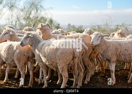 Einige ältere Schafe stehen am eingezäunten Corral, Extremadura, Spanien Stockfoto