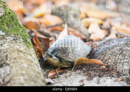 Gelb-footed Schildkröte, Chelonoidis Verbreitungsgebiet Galibi, Surinam Stockfoto