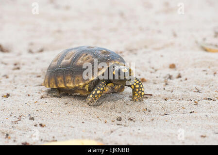 Gelb-footed Schildkröte, Chelonoidis Verbreitungsgebiet Galibi, Surinam Stockfoto