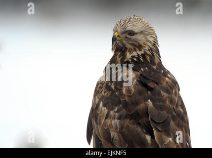 Bory Borów Nationalpark im Winter. Rough-legged Buzard freuen. Horizontale Ansicht Stockfoto