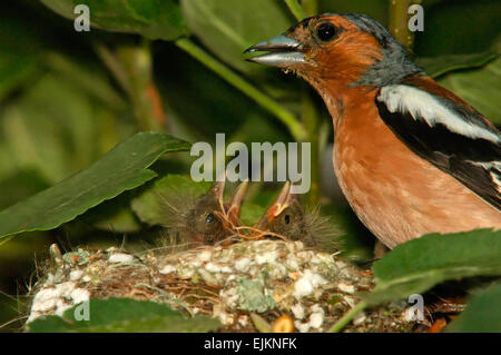 Poland.Bory Borów Nationalpark in June.Moving schließen das Nest der Buchfink. In das Nest, das Männchen und zwei Küken. In der Nähe Stockfoto