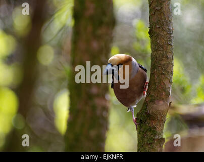 Polen in July.Bory Borów nationaler Park.Hawfinch, männliche am Baum und auf der Suche auf der linken Seite. Horizontale Ansicht. Stockfoto
