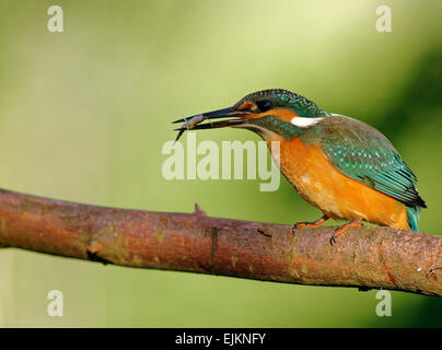 Polen in July.Beautiful, sonnigen Morgen über das alte Flussbett des Flusses Bug. Eisvogel in einer Minute werden die Fische schlucken. Stockfoto