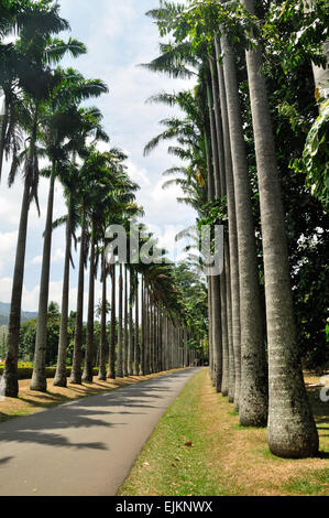 Kohlpalme Avenue, Peradeniya botanische Gärten, SriLanka Stockfoto