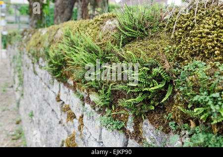Tausend Farne wachsen unter Moos auf ein altes steinernes Wand in Chagny, Saône-et-Loire, Burgund, Frankreich. Stockfoto