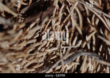Nahaufnahme von der Innenseite des geschnittenen Kokospalme (Cocos Nucifera) Stockfoto