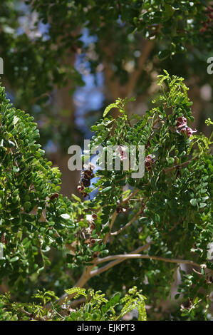 Bloodwood Baumes, Campeachy Holz, projets - Haematoxylum Campechianum L. Stockfoto