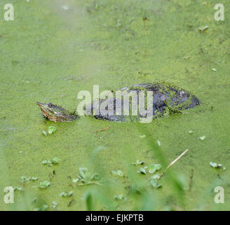 Florida Softshell Schildkröte im Sumpf Stockfoto