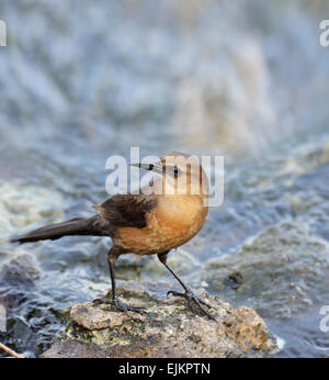 Boot-angebundene Grackle Weibchen auf einem Felsen Stockfoto