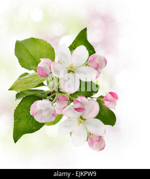 Blühender Apfelbaum im Frühling Stockfoto