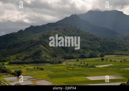 Taro-Felder in der unteren Hanalei Tal und die Hanalei National Wildlife Refuge auf der Insel Kauai Hawaii Stockfoto