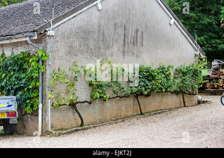 Weinreben espaliered auf einem Nebengebäude im Domaine De La Folie, in der Nähe von Chagny in Côte Chalonnaise von Burgund, Frankreich. Stockfoto