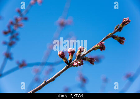 Bud Sakura(Cherry blossom), Tokyo, Japan Stockfoto