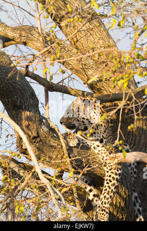 Junge Leoparden ruht im Baum, Ngala Private Game Reserve, Südafrika Stockfoto