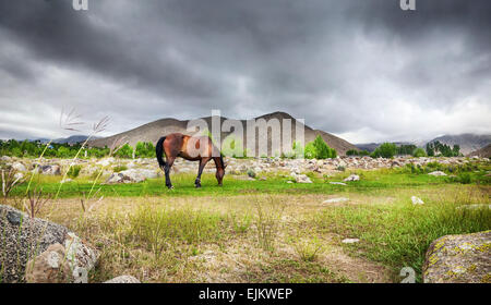 Pferd in den Bergen am dramatischen bedecktem Himmel in Zentralasien Stockfoto