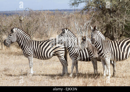 Herde von Burchell Zebras mit Fohlen, Ngala Private Game Reserve, Südafrika Stockfoto