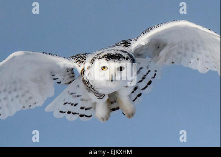 Schnee-eulen sehen roaming Felder auf der Suche nach Nahrung während der Wintermonate. Stockfoto