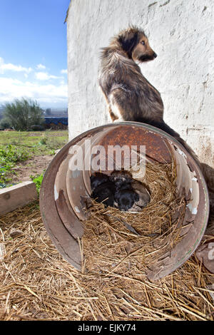 Ein Mutter Hund beobachten, während ihre niedlichen Welpen innerhalb einer großen rostig schlafen können Stockfoto