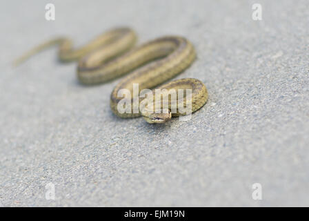 Natürliche Realität - kaltblütige Viper wärmt Körper auf einem herbstlichen Asphalt (flachen Dof). Stockfoto