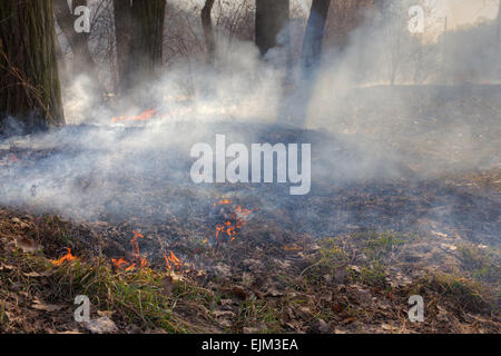 Waldbrände - Rasen und Büsche, die in das Holz brennt Stockfoto