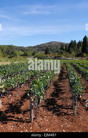 Korcula Weinberg Kroatien schwarze Trauben an Reben in einem Weingut in der Region Lumbarda der Insel Stockfoto