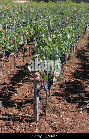 Korcula Weinberg Kroatien schwarze Trauben an Reben in einem Weingut in der Region Lumbarda der Insel Stockfoto