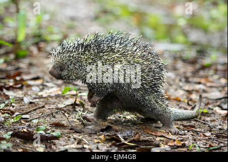 Brasilianisches Stachelschwein (Coendou Prehensilis), Suriname Stockfoto