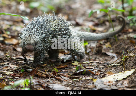 Brasilianisches Stachelschwein (Coendou Prehensilis), Suriname Stockfoto