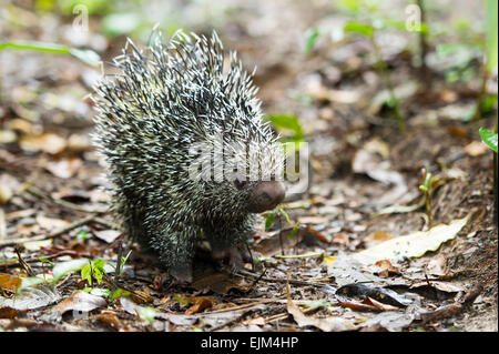 Brasilianisches Stachelschwein (Coendou Prehensilis), Suriname Stockfoto