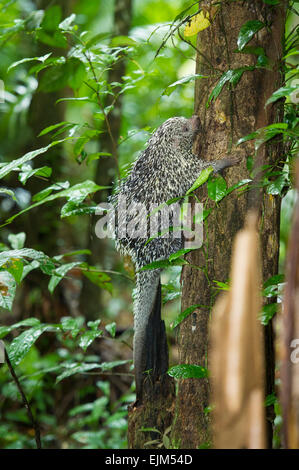 Brasilianisches Stachelschwein (Coendou Prehensilis), Suriname Stockfoto