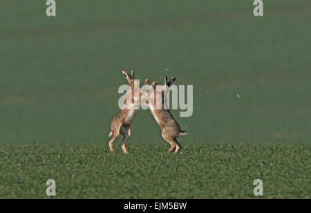Paar der Europäischen Brown (Common) Hasen - Lepus Europaeus Boxen. UK Stockfoto