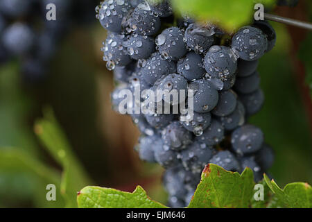 Eine Reihe von roten Trauben an den Rebstöcken Stockfoto