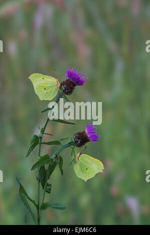 Schwefel-Schmetterlinge. (Gonepteryx Rhamni) Stockfoto