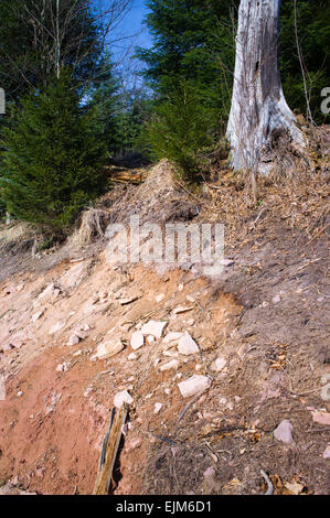 Bodenerosion in der Nähe von Bad Herrenalb Schwarzwald Baden-Württemberg Deutschland Stockfoto