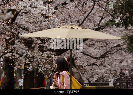 Kyoto, Japan. 29. März 2015. Kirschblüten sind fast aber nicht ganz in voller Blüte Takase Fluss entlang, aber sie hören nicht auf Bewohner in Kyoto, Westjapan, vor einem Wertzuwachs ihrer ätherische, ephemere, zarte Schönheit auf Sonntag, 29. März 2015. Bildnachweis: Natsuki Sakai/AFLO/Alamy Live-Nachrichten Stockfoto