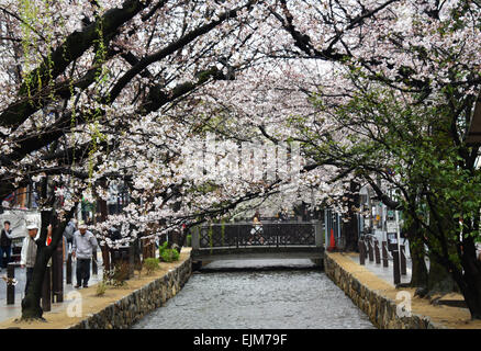 Kyoto, Japan. 29. März 2015. Kirschblüten sind fast aber nicht ganz in voller Blüte Takase Fluss entlang, aber sie hören nicht auf Bewohner in Kyoto, Westjapan, vor einem Wertzuwachs ihrer ätherische, ephemere, zarte Schönheit auf Sonntag, 29. März 2015. Bildnachweis: Natsuki Sakai/AFLO/Alamy Live-Nachrichten Stockfoto