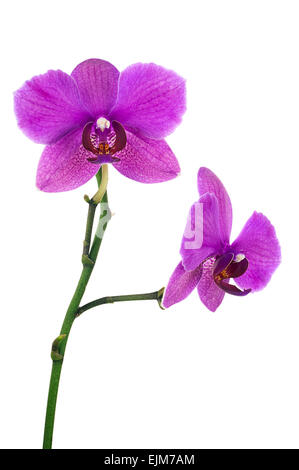 Blühende Zweig der lila Orchidee isoliert auf weißem Hintergrund. Closeup. Stockfoto