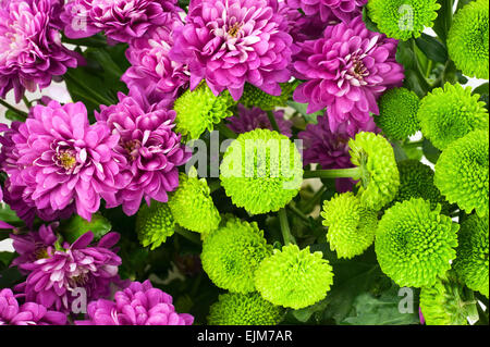 Bunte Chrysanthemen blühen im Garten. Für den Einsatz als Natur Hintergrund. Stockfoto