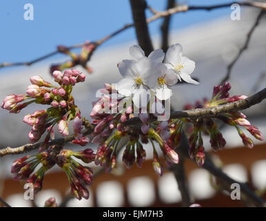 Kyoto, Japan. 29. März 2015. Aufgrund des üblen Wetters über das Wochenende sind Kirschblüten nicht ganz in voller Blüte in Kyoto, Westjapan, auf Sonntag, 29. März 2015. Bildnachweis: Natsuki Sakai/AFLO/Alamy Live-Nachrichten Stockfoto