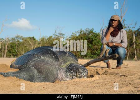 Touristen, die gerade einer Lederschildkröte nisten am Strand, Dermochelys Coriacea, Matapica, Surinam Stockfoto