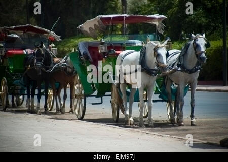 Caleches in Marrakesch, Marokko Stockfoto