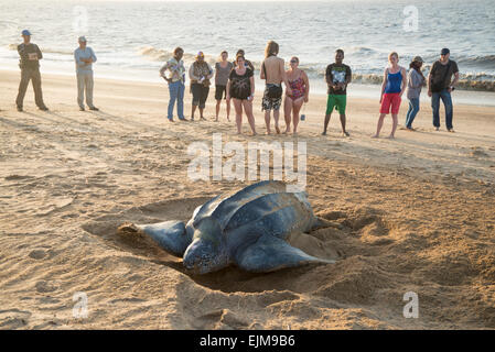 Touristen, die gerade einer Lederschildkröte nisten am Strand, Dermochelys Coriacea, Matapica, Surinam Stockfoto