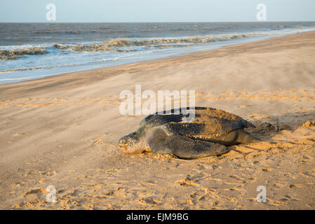 Lederschildkröte, die Rückkehr zum Meer nach nisten am Strand, Dermochelys Coriacea, Matapica, Surinam Stockfoto